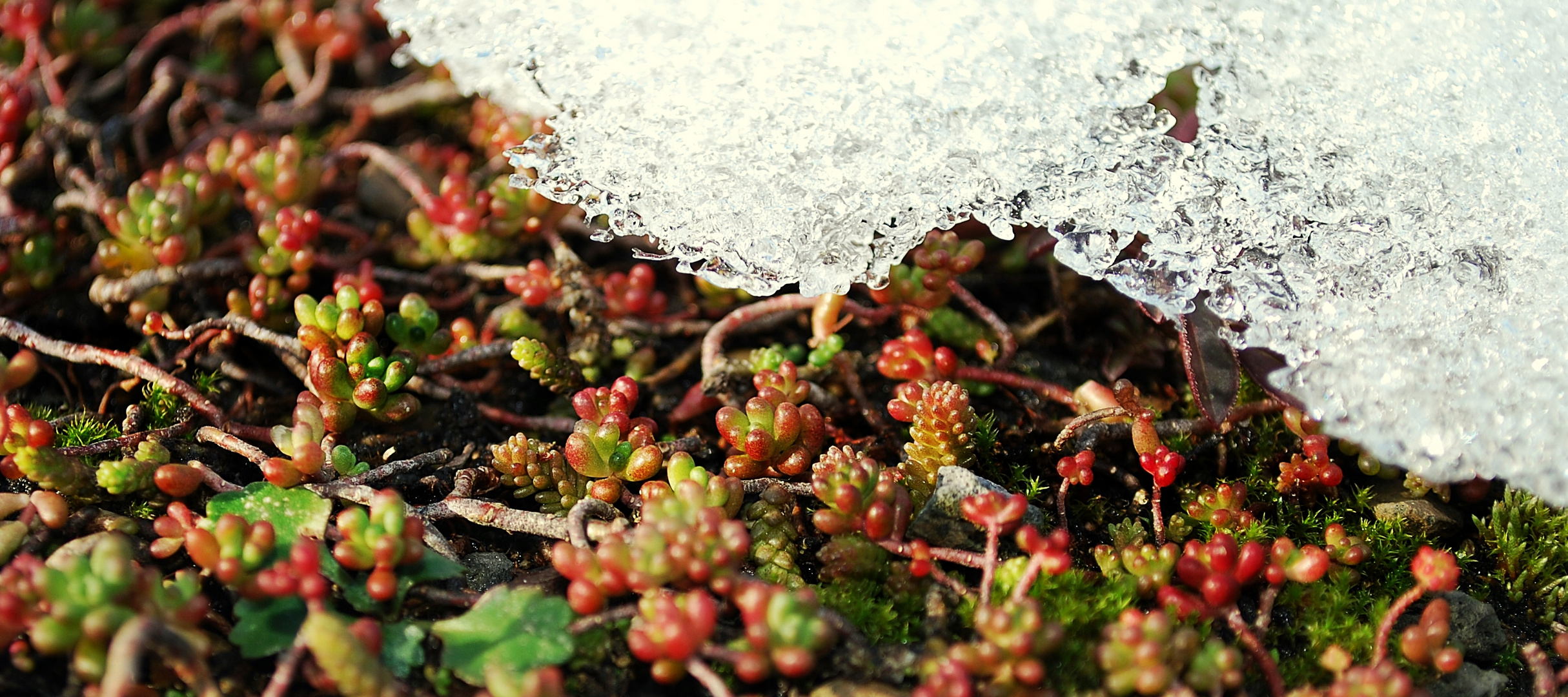 Bunte seiten des Winters