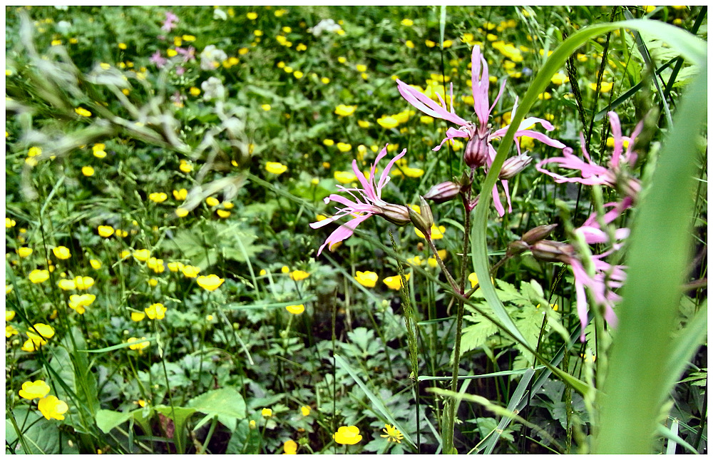 Bunte Sommerwiese