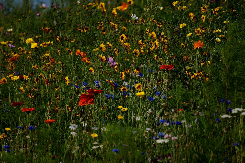 Bunte Sommerwiese