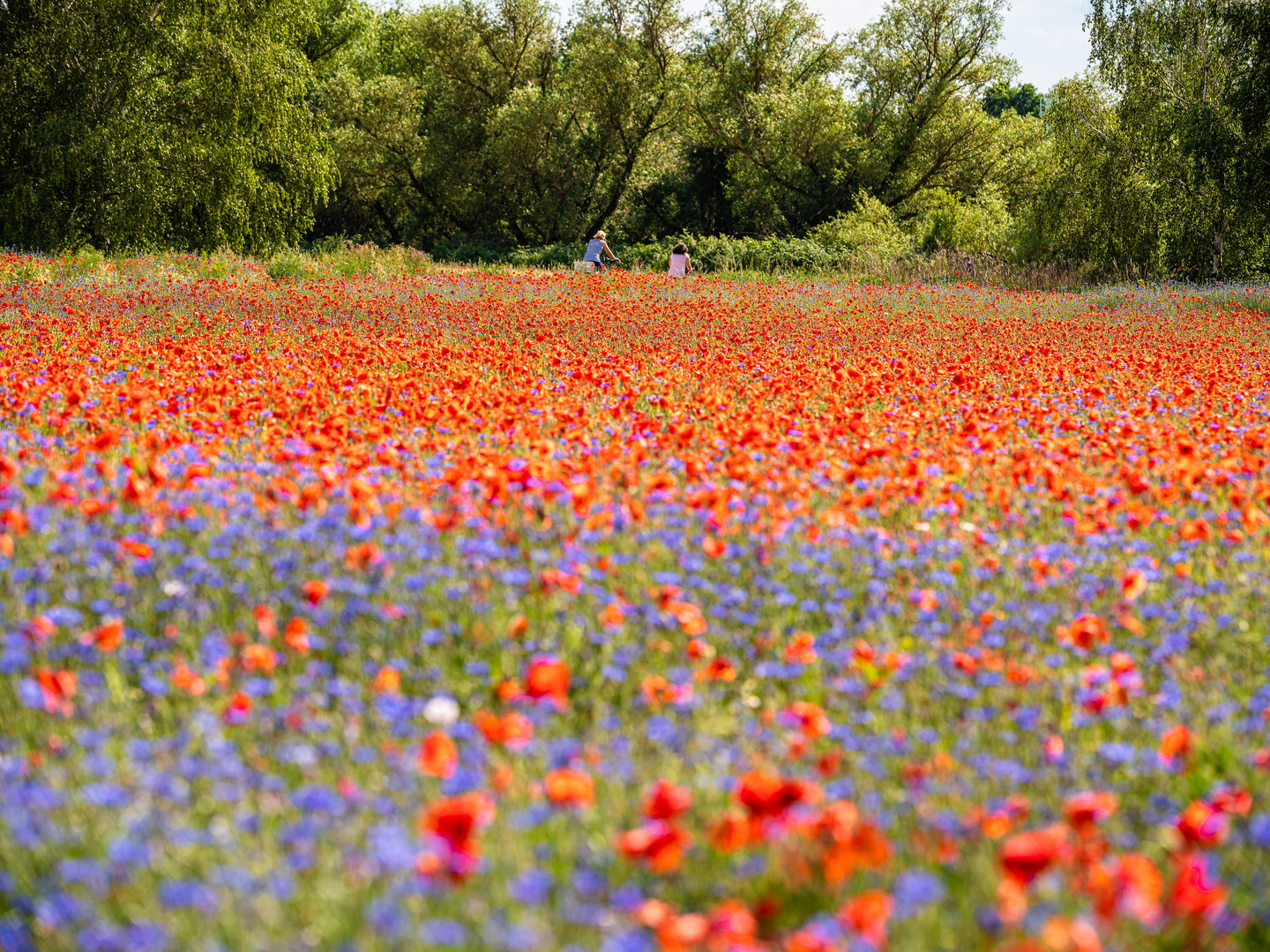 Bunte Sommerwiese