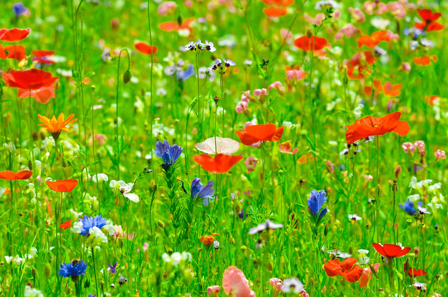 Bunte Sommerwiese - Bild & Foto von Angies Fotowelt aus Farben