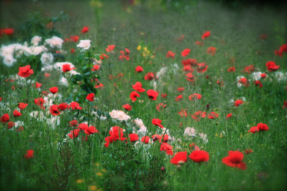 Bunte Sommerwiese in Potsdam