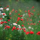 Bunte Sommerwiese in Potsdam