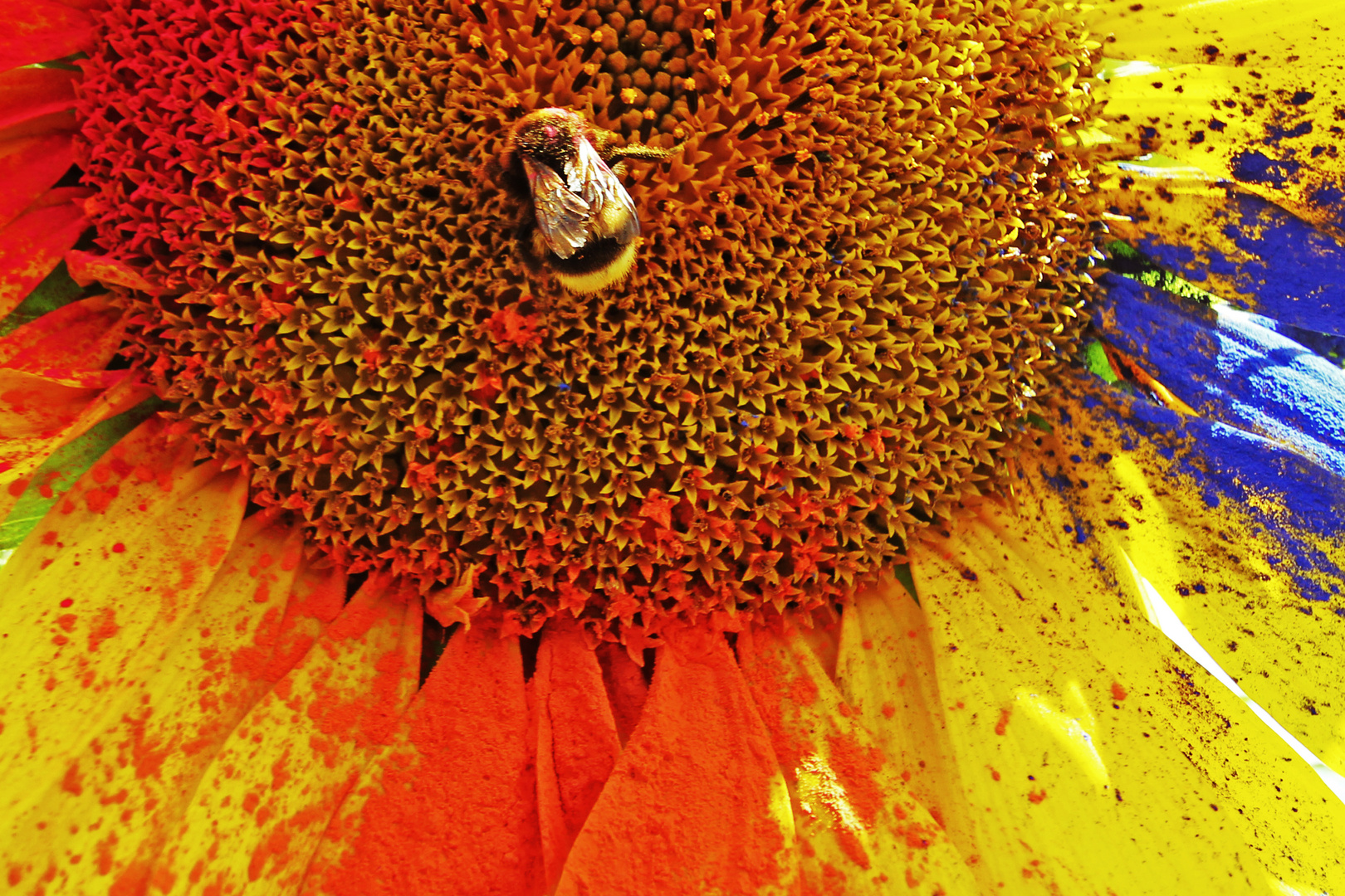 Bunte Sonnenblume