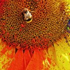 Bunte Sonnenblume