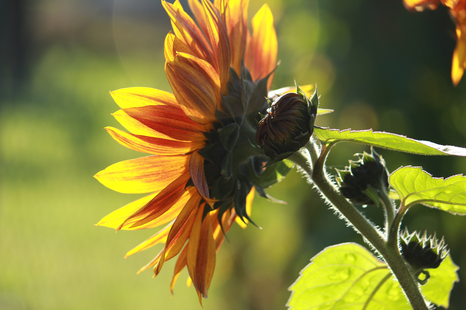 bunte Sonnenblume im Sonnenlicht