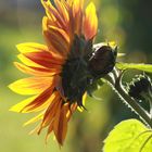 bunte Sonnenblume im Sonnenlicht