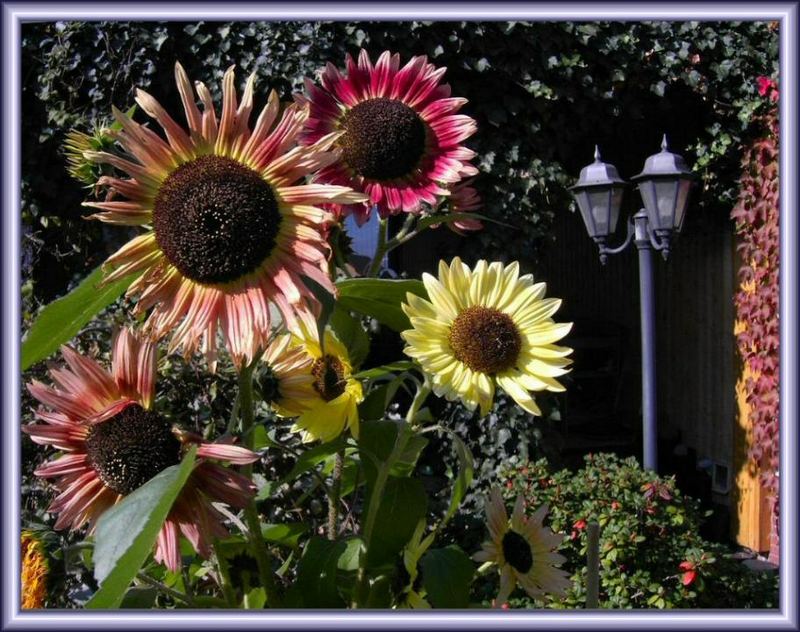 Bunte Sonnenblumen