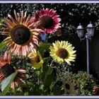 Bunte Sonnenblumen