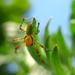 Bunte Spinne (Kürbisspinne)