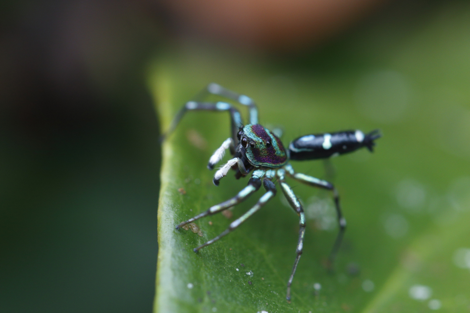 Bunte Springspinne