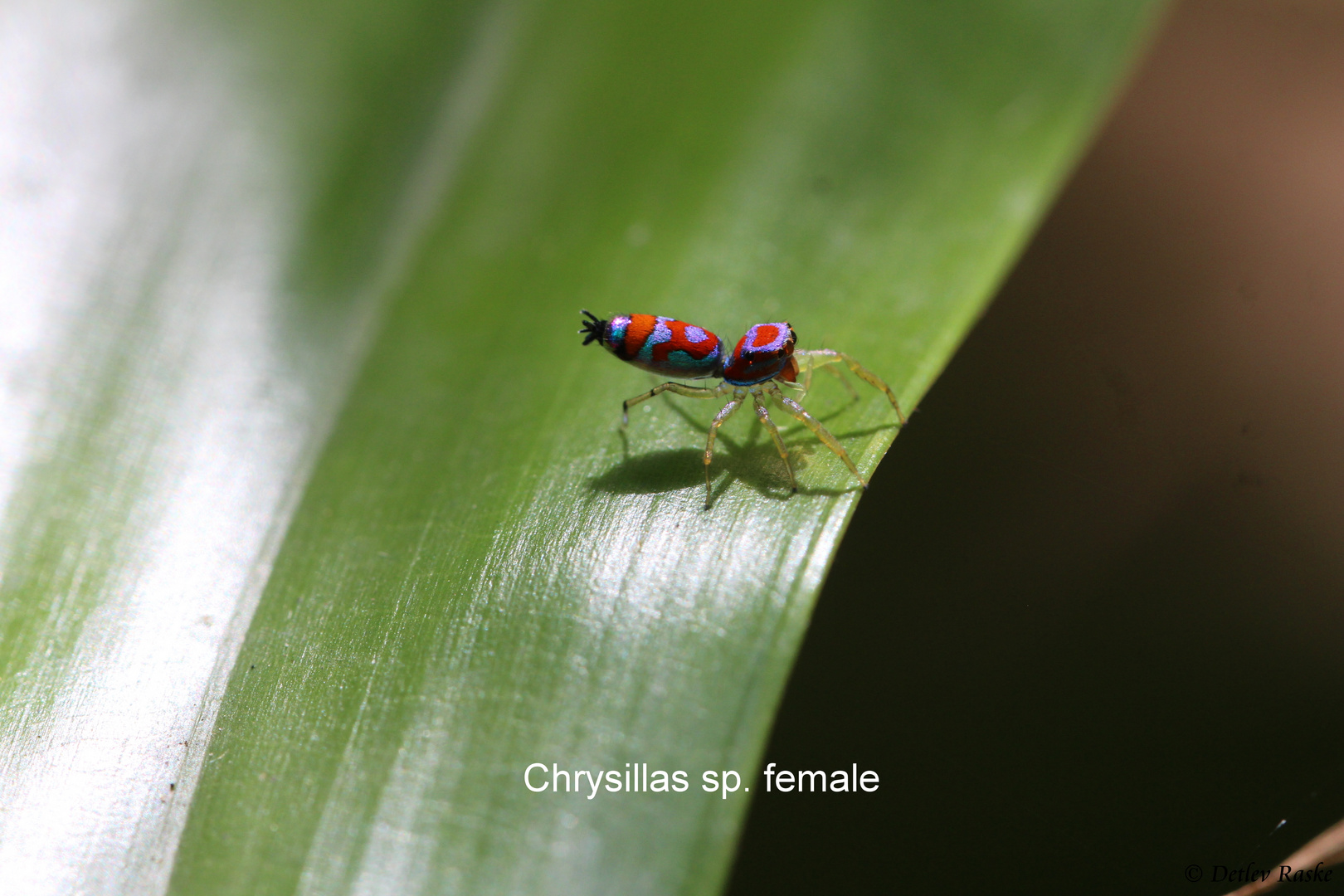 Bunte Springspinne in Sri Lanka Chrysillas sp.