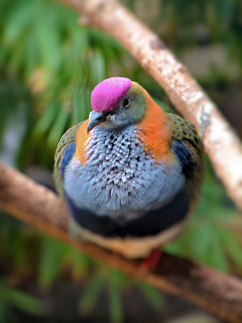 bunte Taube Foto & Bild natur Bilder auf