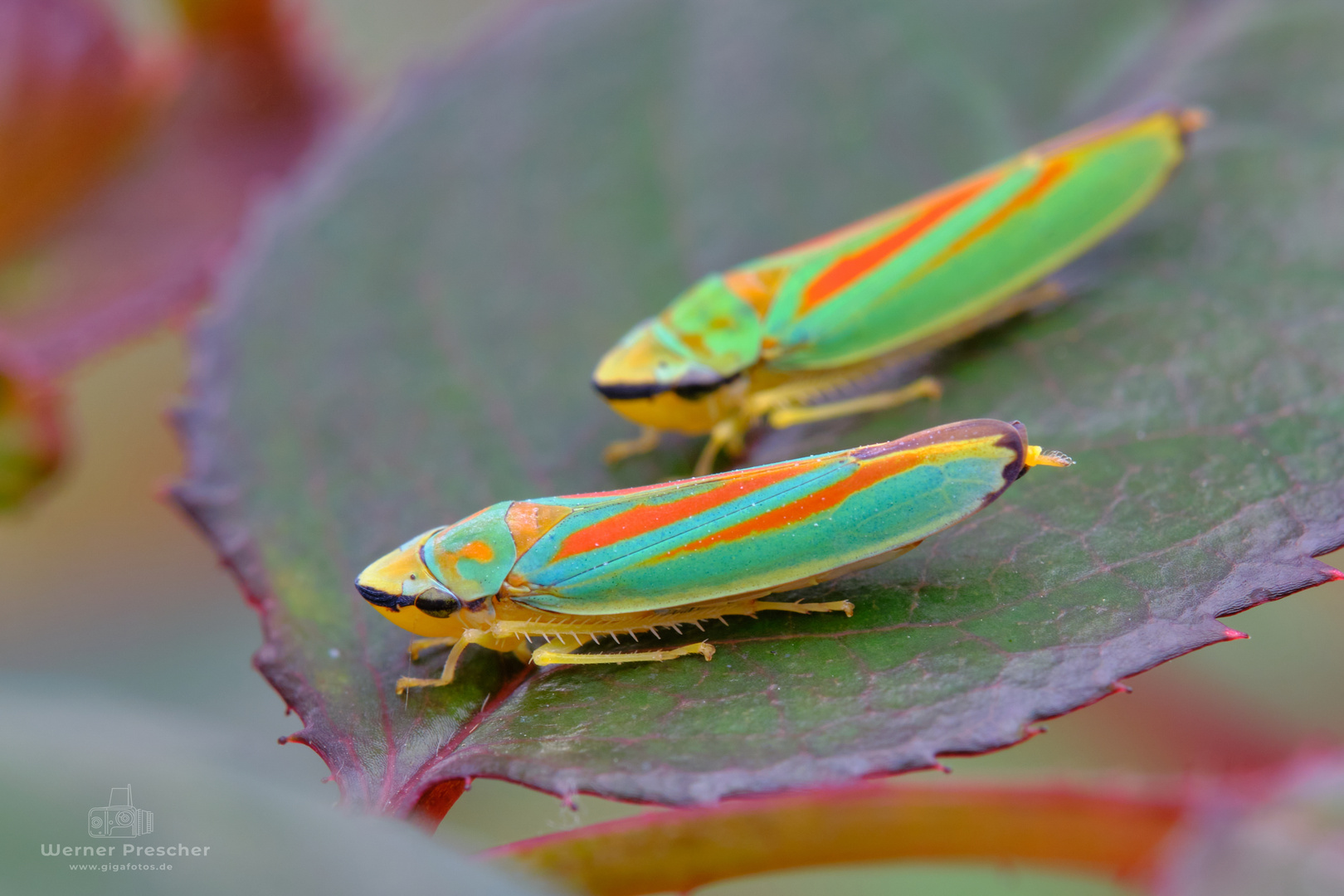 Bunte Tierchen