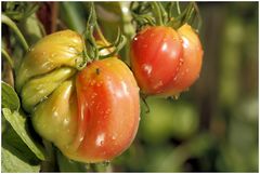 bunte Tomaten