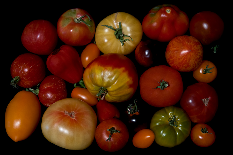 Bunte Tomaten Vielfalt
