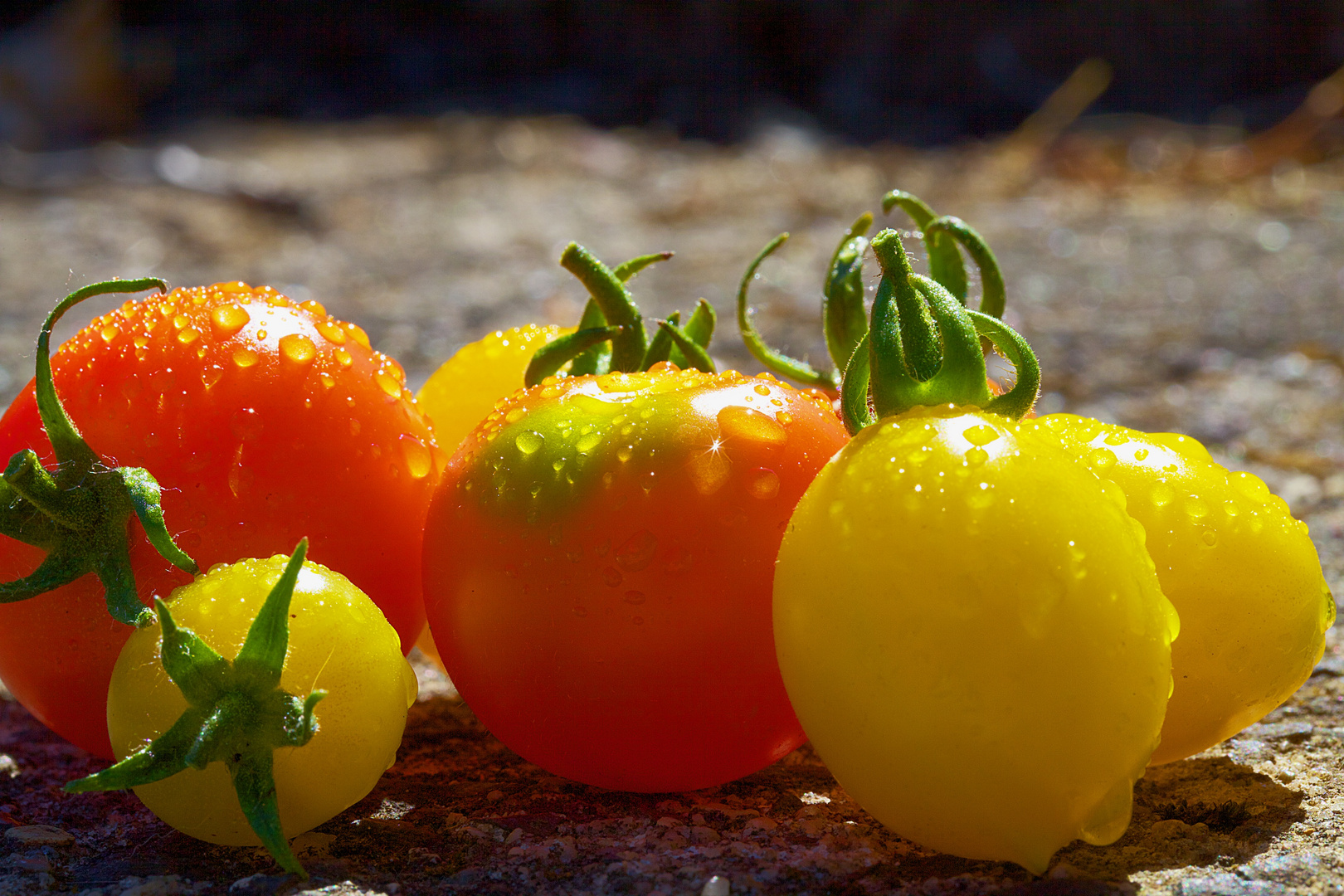 Bunte Tomatenvielfalt