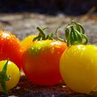 Bunte Tomatenvielfalt