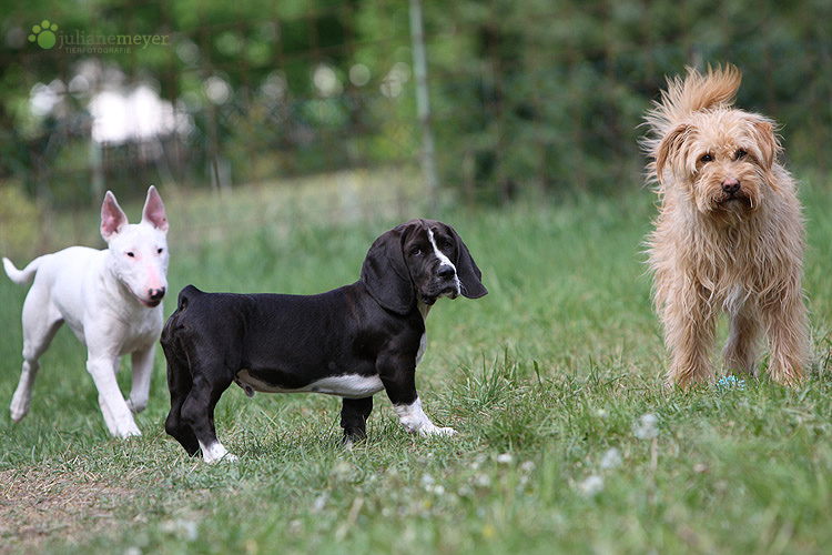 Bunte Truppe