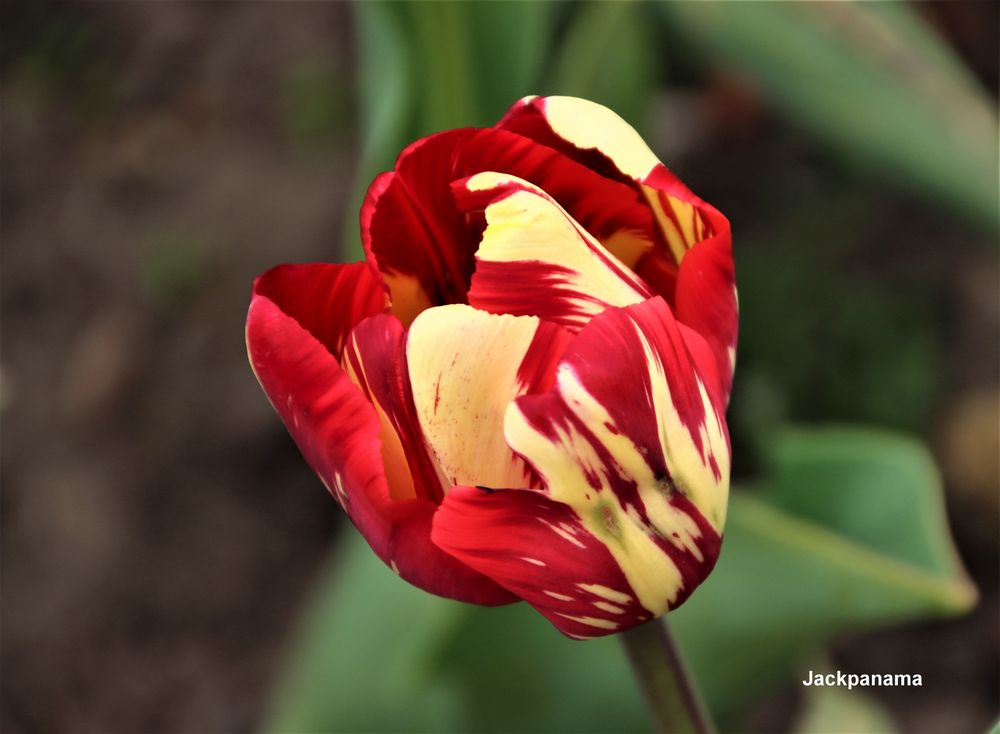 Bunte Tulpe im Schlossgarten
