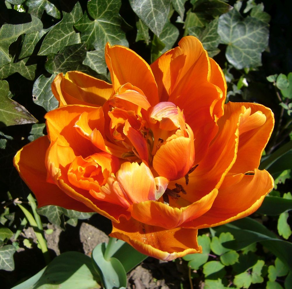 Bunte Tulpen