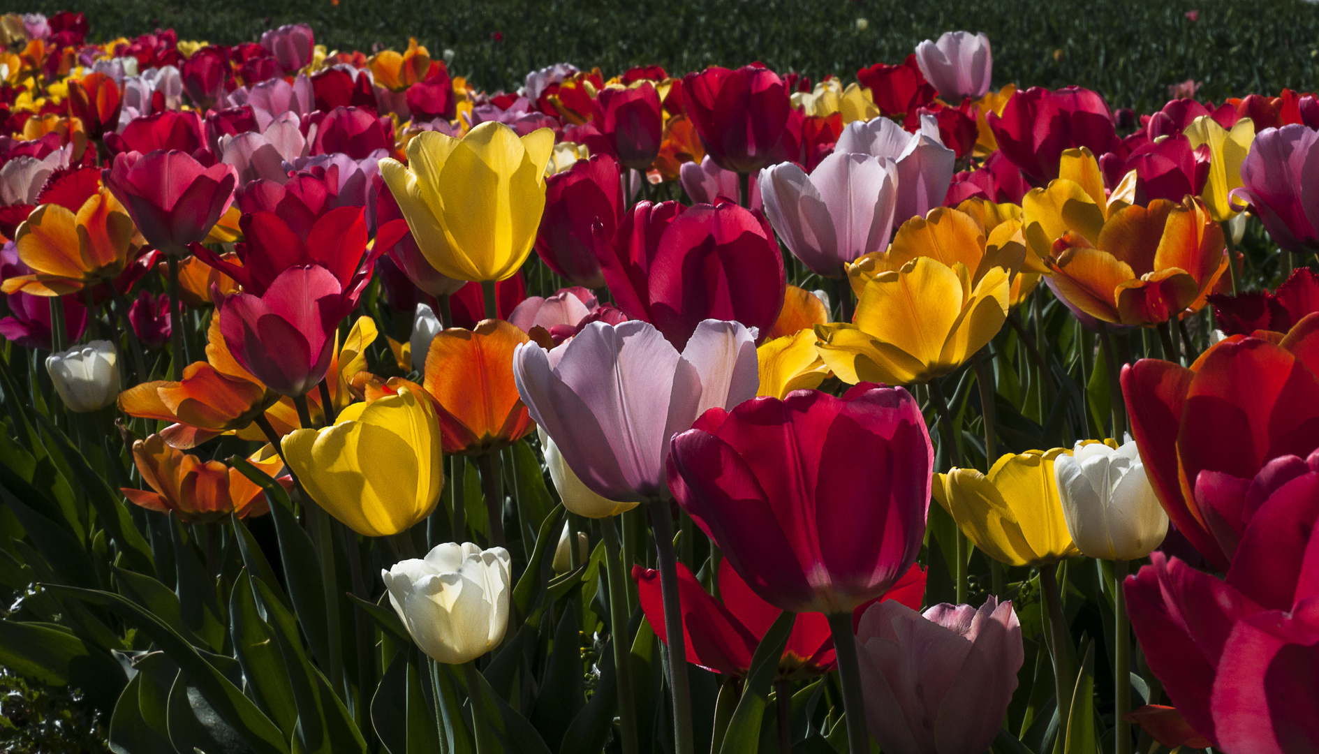 bunte Tulpen