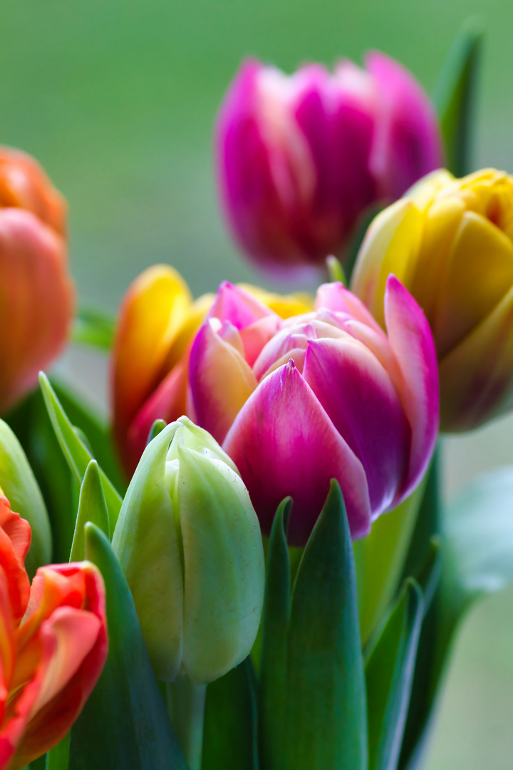 Bunte Tulpen