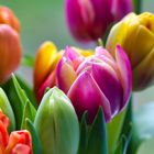 Bunte Tulpen