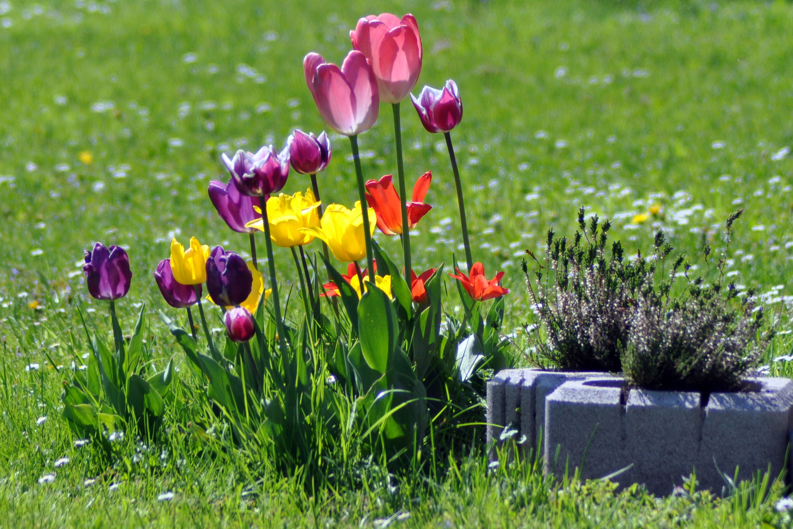 bunte Tulpen