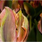 bunte Tulpen