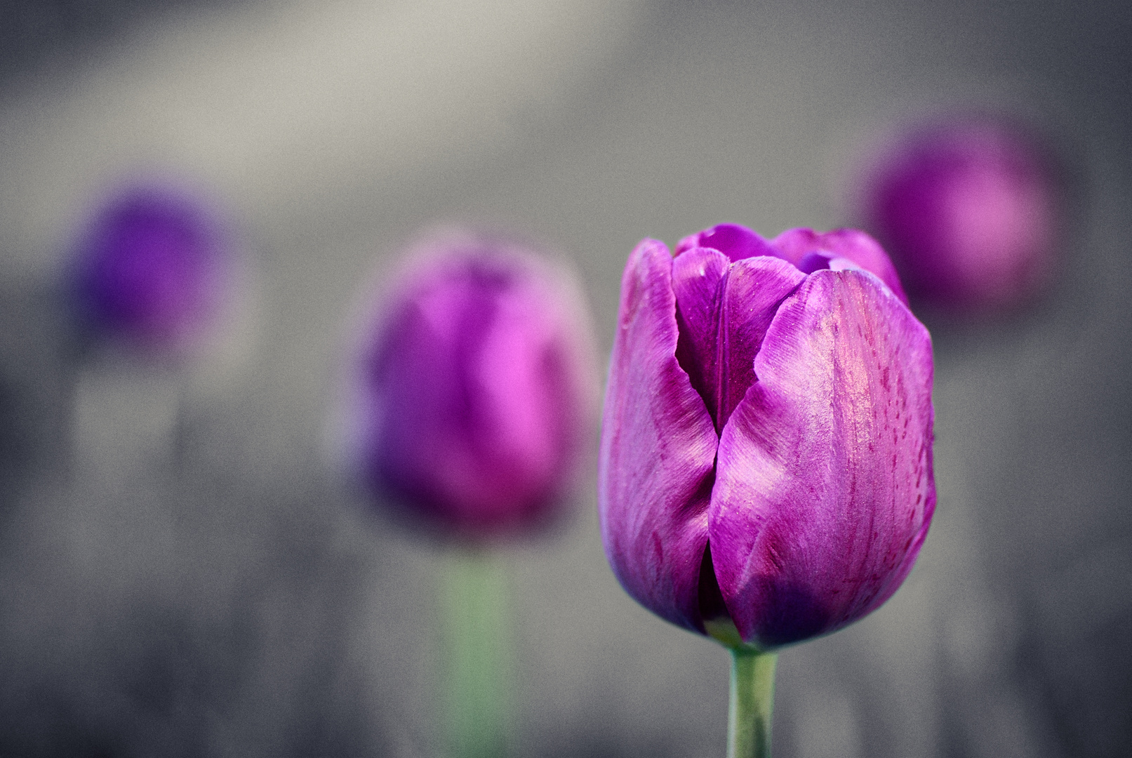 Bunte Tulpen in Schwarz Weiß