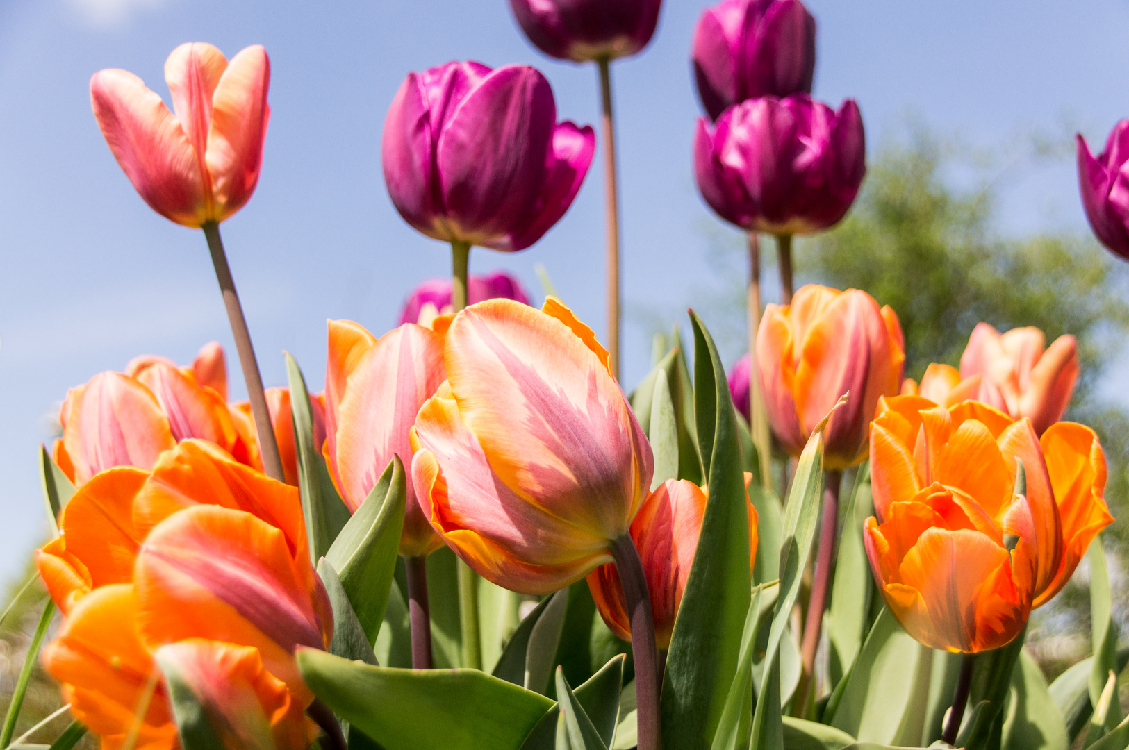 bunte Tulpenpracht im Garten