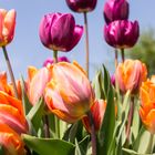 bunte Tulpenpracht im Garten