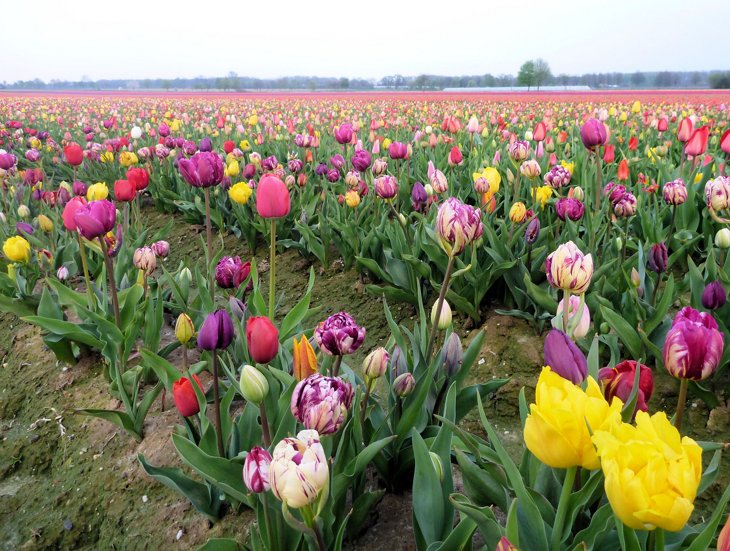 Bunte Tulpenwelt