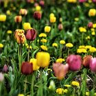 Bunte Tulpenwiese