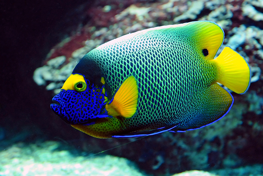 Bunte Unterwasserwelt Foto & Bild | tiere, zoo, wildpark & falknerei
