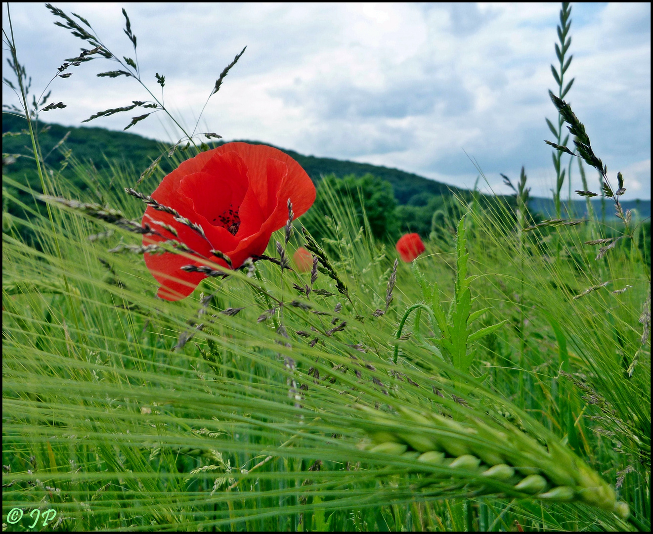 Bunte Vielfalt