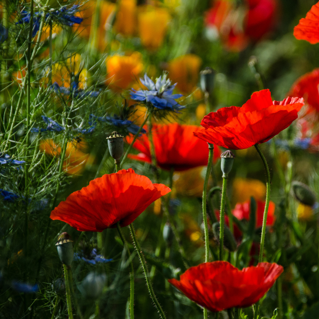 bunte Vielfalt Foto Bild pflanzen bl ten natur bunte Vielfalt Foto Bild pflanzen bl ten natur