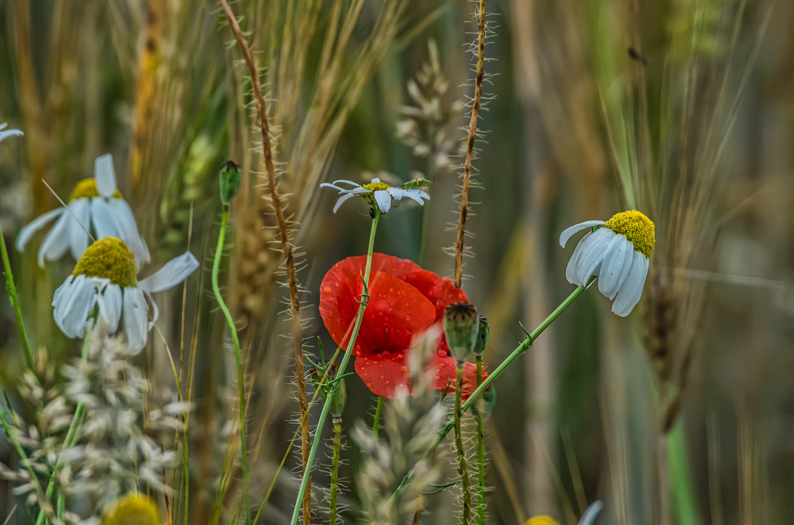 Bunte Vielfalt