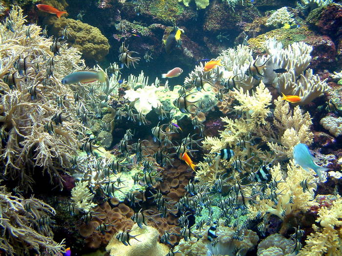 Bunte Vielfalt im Aquarium in Puerto de la Cruz, Loro Parque