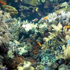 Bunte Vielfalt im Aquarium in Puerto de la Cruz, Loro Parque