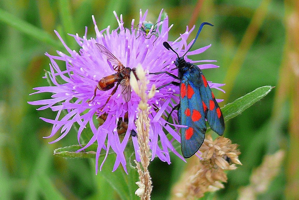 Bunte Vielfalt in der Heide