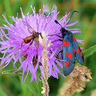 Bunte Vielfalt in der Heide