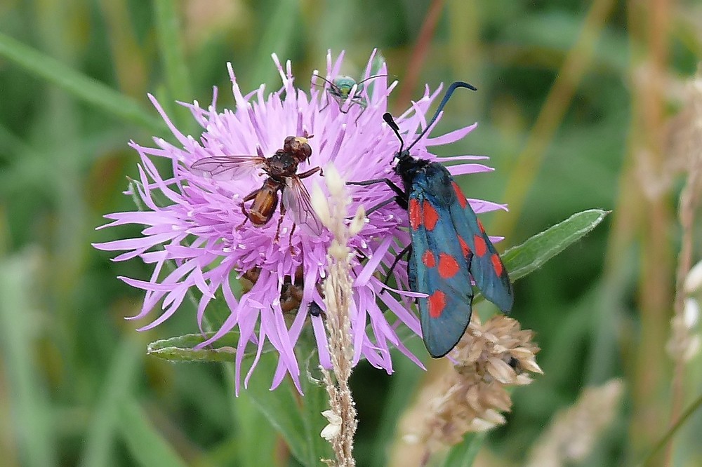 Bunte Vielfalt in der Heide jetzt einfach entrauscht