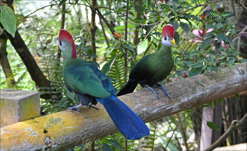 Bunte Vögel Foto & Bild | natur, vogel, zoo Bilder auf fotocommunity