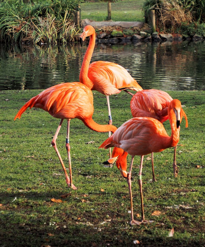 Bunte Vögel Foto & Bild | fotos, natur, vogel Bilder auf fotocommunity