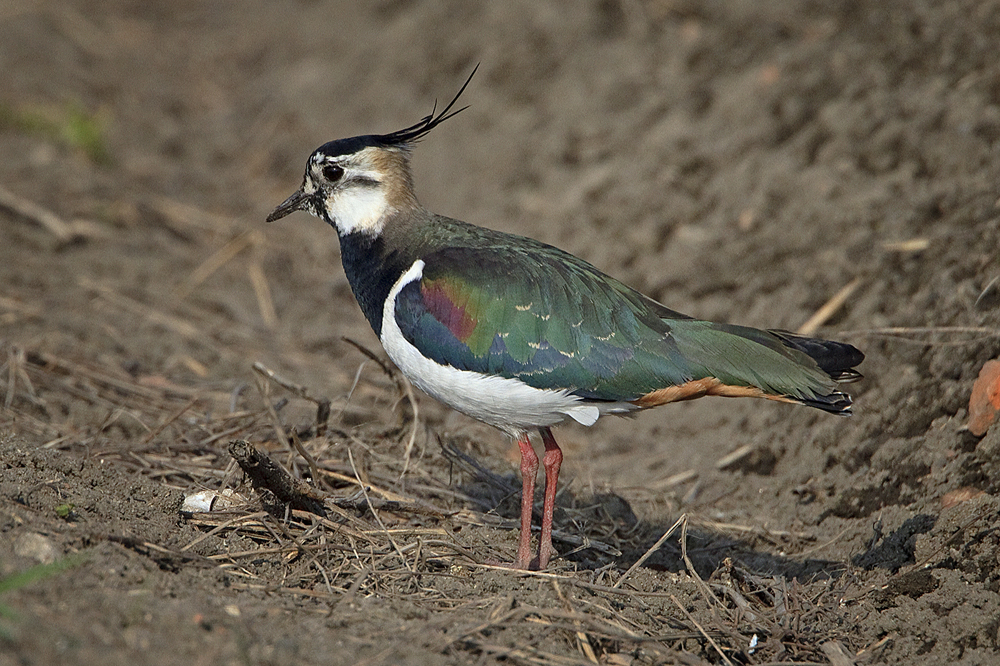 Bunte Vögel im Acker