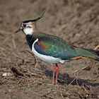 Bunte Vögel im Acker