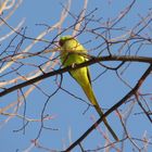 bunte vögel in köln