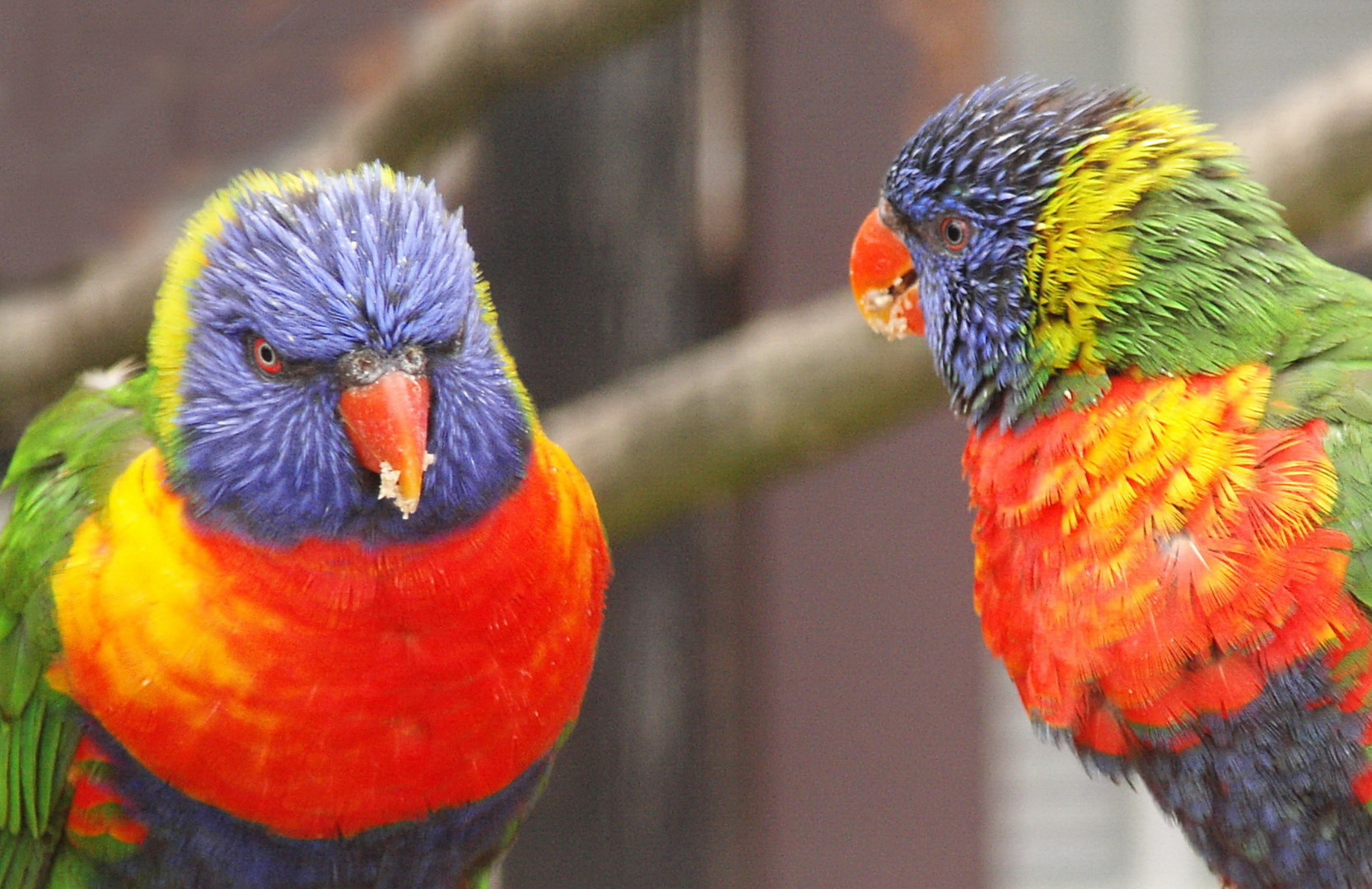 Bunte Vögel - Regenbogenloris